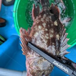 深川吉野屋で夜カサゴ釣り