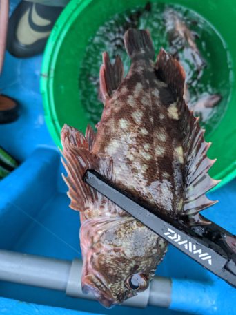 深川吉野屋で夜カサゴ釣り