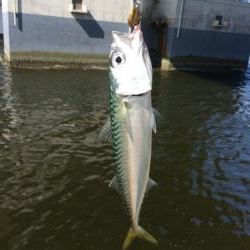 舞洲の釣り