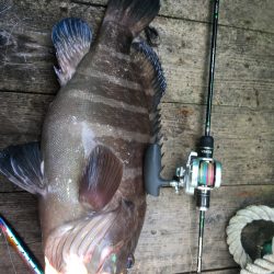 伊豆下田フィッシング 釣果