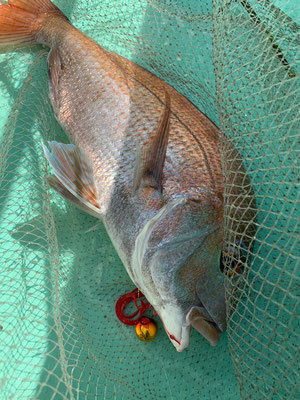 さんさん丸 釣果