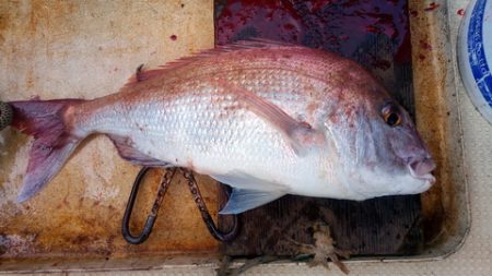 弘福丸 釣果