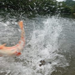 フィッシングレイクたかみや 釣果