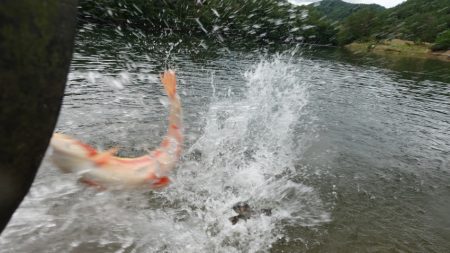 フィッシングレイクたかみや 釣果