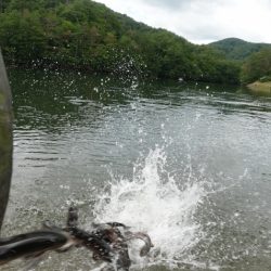 フィッシングレイクたかみや 釣果