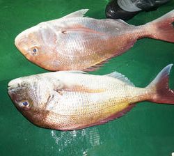 恵陽丸 釣果