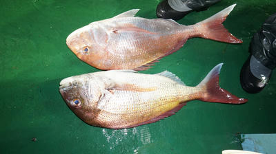 恵陽丸 釣果