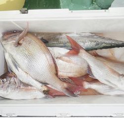 恵陽丸 釣果