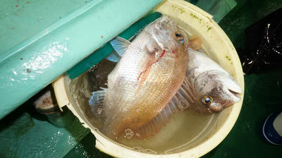 恵陽丸 釣果