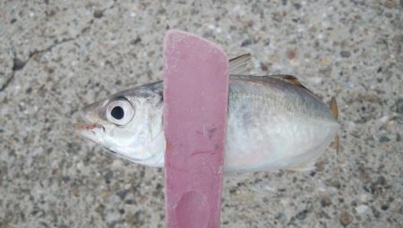 中アジ釣り