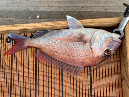 幸吉丸 釣果