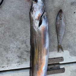 釣船 浦島太郎 釣果