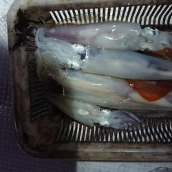 海龍丸（福岡） 釣果