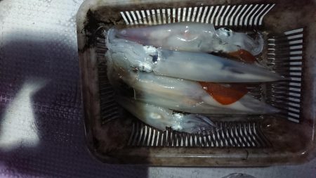 海龍丸（福岡） 釣果