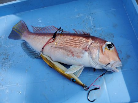 珀宝丸 釣果