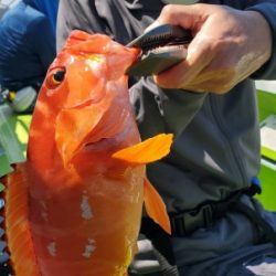 松栄丸 釣果