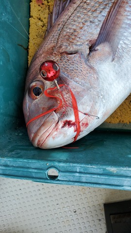 遊漁船　ニライカナイ 釣果