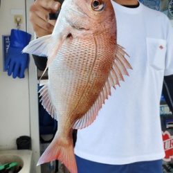 遊漁船　ニライカナイ 釣果