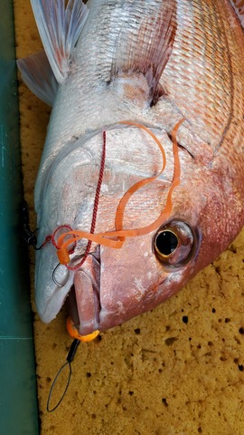 遊漁船　ニライカナイ 釣果