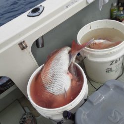 海峰 釣果