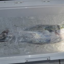 八海丸 釣果