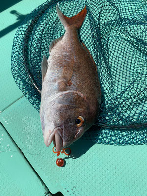 さんさん丸 釣果