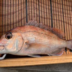 幸吉丸 釣果