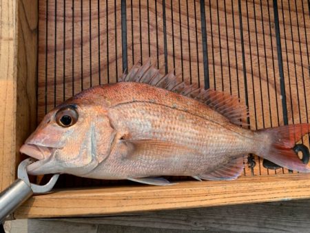 幸吉丸 釣果