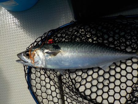 ＨＡＲＵＫＡ丸　はるかまる 釣果