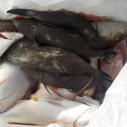 ＨＡＲＵＫＡ丸　はるかまる 釣果