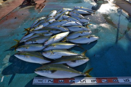 アジアマリンサービス 釣果