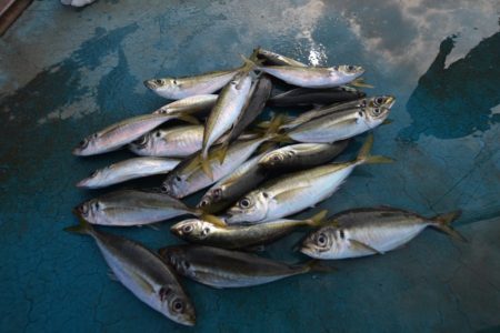 アジアマリンサービス 釣果