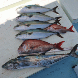 はらまる 釣果