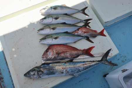 はらまる 釣果