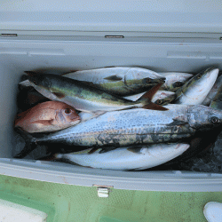 はらまる 釣果