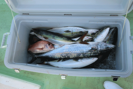 はらまる 釣果