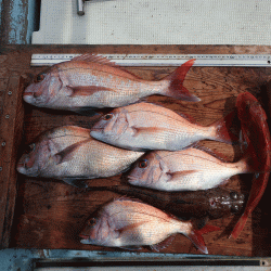 はらまる 釣果