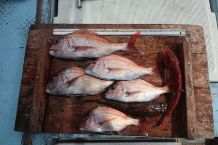 はらまる 釣果