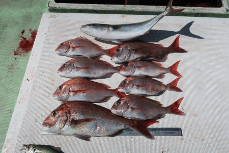 はらまる 釣果