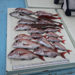 はらまる 釣果