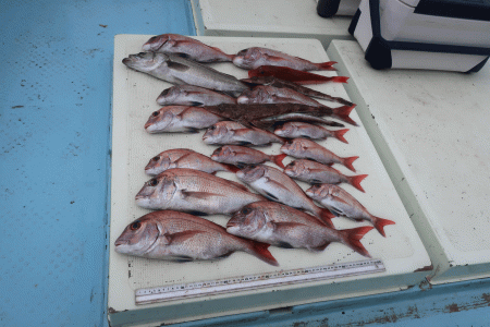 はらまる 釣果