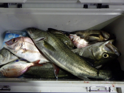 磯部釣船 直栄丸 釣果