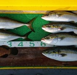 火遠理丸（ほおりまる） 釣果