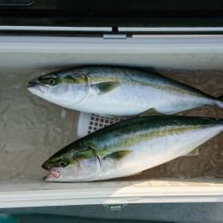 火遠理丸（ほおりまる） 釣果