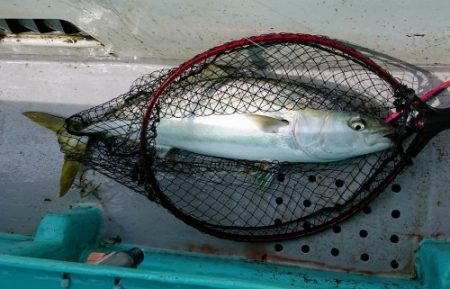 火遠理丸（ほおりまる） 釣果