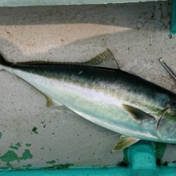 火遠理丸（ほおりまる） 釣果