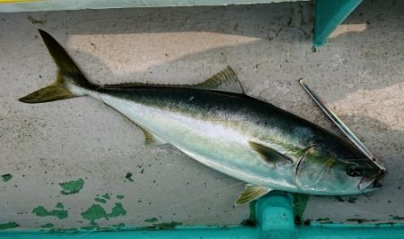 火遠理丸（ほおりまる） 釣果