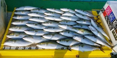 火遠理丸（ほおりまる） 釣果