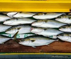 火遠理丸（ほおりまる） 釣果