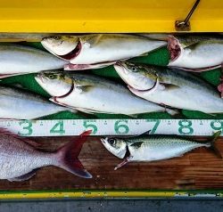 火遠理丸（ほおりまる） 釣果